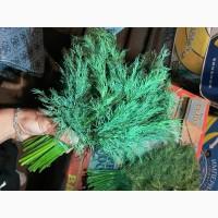 Продам укроп, петрушку и зеленый лук оптом