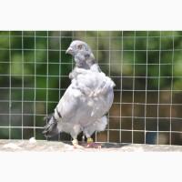 Голуби Китайська чайка. Голуби Китайці