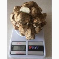 Трюфель свіжий знайдений 09.08.2023