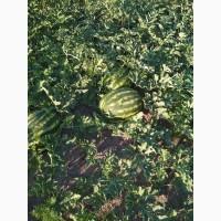 Продам кавуни Талісман Ф1 3 тони