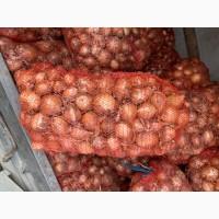 Продам цибулю товарну 1 гат