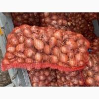Продам цибулю товарну 1 гат
