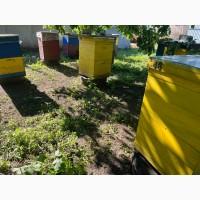 Продам бджолосімї, Кіровоградська обл. Новоукраїнський район
