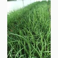 Продам зелену цибулю оптом