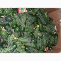 Продам огірок