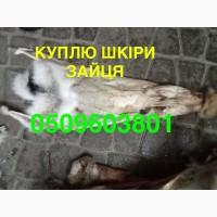 Купуємо сухі не солені шкіри зайця ДОРОГО
