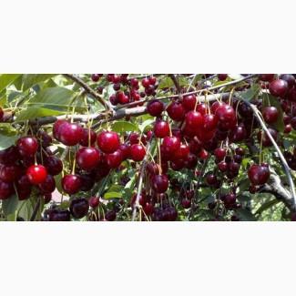 Продам вишню садовую и от населения! Свежую или замороженную