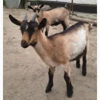Продам козочок альпійських