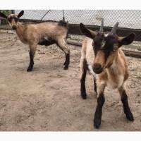 Продам козочок альпійських