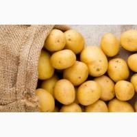 Продам картоплю