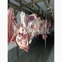 Продаю яловичину