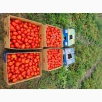 Продам помідори/томати