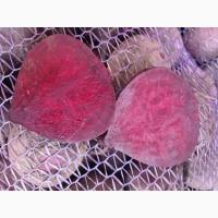 Продам буряк Зеппо F1 ціна договірна. Львівська обл