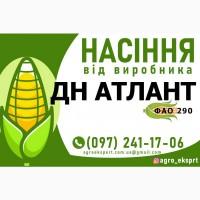 Гібрид кукурудзи ДН Атлант (ФАО 290). Насіння від виробника