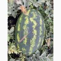Купить Продам Купити Арбуз Кавун оптом с з поля продюсер фонтана варда