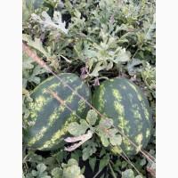 Купить Продам Купити Арбуз Кавун оптом с з поля продюсер фонтана варда