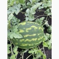 Купить Продам Купити Арбуз Кавун оптом с з поля продюсер фонтана варда