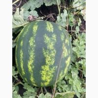 Купить Продам Купити Арбуз Кавун оптом с з поля продюсер фонтана варда