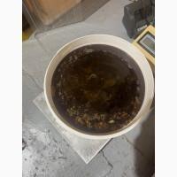 Продам гречаний мед