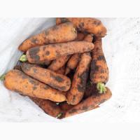 Продам товарну моркву сорт Акат Болівар в мішках по 20 кг