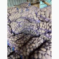 Продам картоплю тайфун, Конект, Королева Анна, Львівська обл
