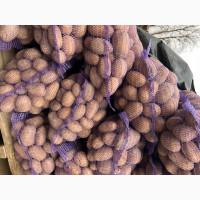 Продам картоплю сорт Арізона