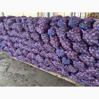 Продам червону цибулю