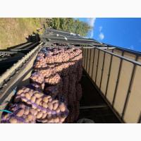 Продам товарну картоплю