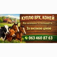 Куплю Бики, Корови, Телиці, Коні