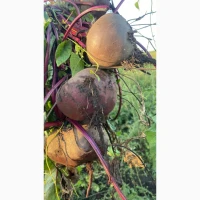 Продам столовий буряк, 5 грн/кг