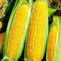 Вигідно купимо врожай 2025