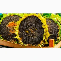 Вигідно купимо врожай 2025