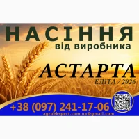 Пшениця озима Астарта