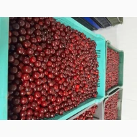 Продам свіжу вишню