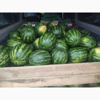 Продам кавун Талісман, Гайсинський р-он, 300 т
