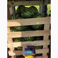 Продам кавун Талісман, Гайсинський р-он, 300 т