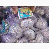 Продам Чеснок сорт Любаша 3т