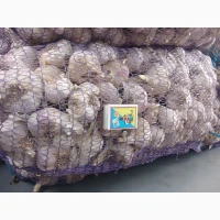 Продам Чеснок сорт Любаша 3т