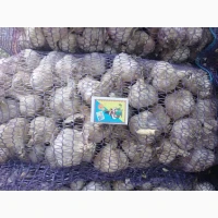 Продам Чеснок сорт Любаша 3т