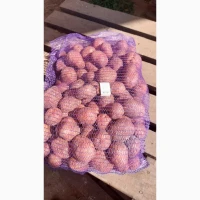 Продам оптом картоплю