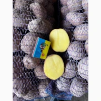 Продам оптом картоплю