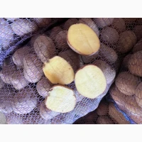 Продам оптом картоплю