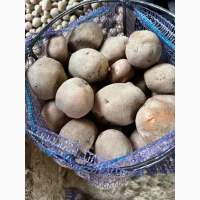 Продам оптом картоплю