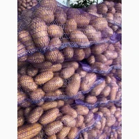 Продам оптом картоплю
