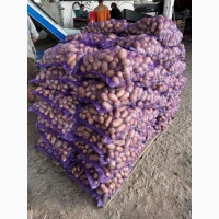 Продам оптом картоплю