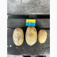 Продам оптом картоплю