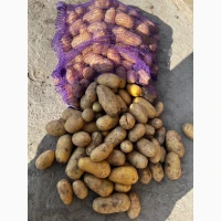Продам оптом картоплю