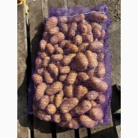 Продам оптом картоплю