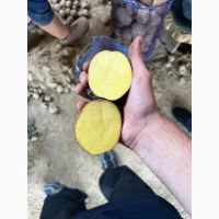 Продам оптом картоплю