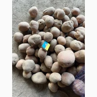 Продам оптом картоплю